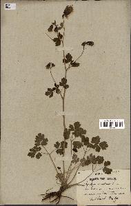 spécimen de Aquilegia canadensis