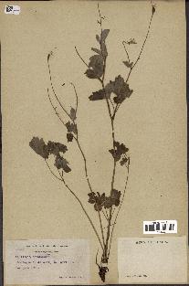 spécimen de Aquilegia canadensis