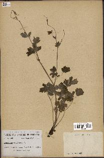 spécimen de Aquilegia canadensis
