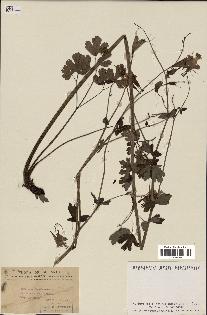 spécimen de Aquilegia canadensis