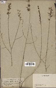 spécimen de Delphinium peregrinum