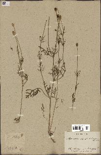 spécimen de Papaver hybridum