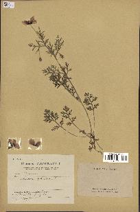 spécimen de Papaver hybridum
