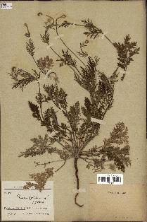 spécimen de Papaver hybridum