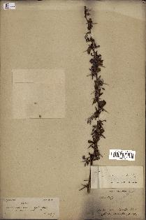 spécimen de Berberis vulgaris