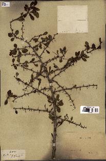 spécimen de Berberis vulgaris