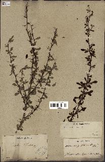 spécimen de Berberis vulgaris