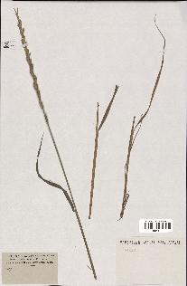 spécimen de indet.