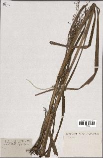 spécimen de indet.