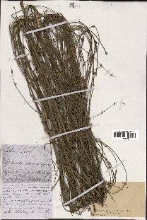 spécimen de indet.