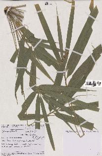 spécimen de indet.