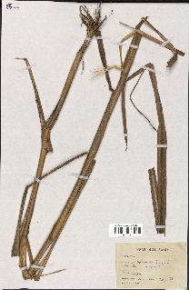 spécimen de indet.