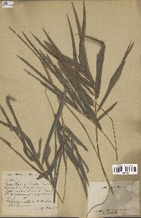 spécimen de indet.