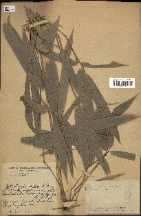 spécimen de indet.