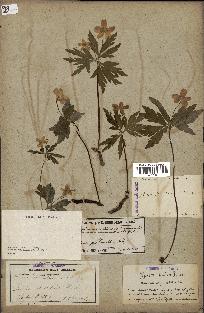 spécimen de Anemone ranunculoides