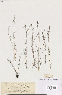 spécimen de Juncus gerardii