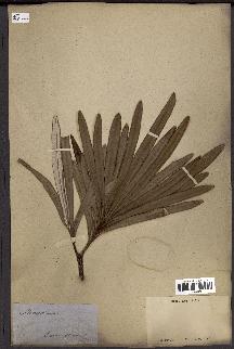 spécimen de Banksia integrifolia