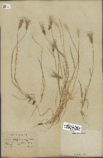 spécimen de Aegilops ovata