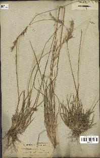 spécimen de Avena sulcata