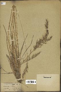 spécimen de Avena sulcata