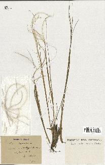 spécimen de Stipa pennata