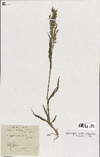 spécimen de Panicum miliaceum