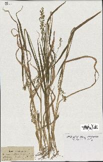 spécimen de Panicum miliaceum