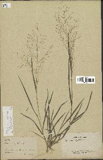 spécimen de Panicum capillare