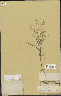 spécimen de Panicum capillare