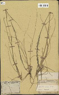 spécimen de Sporobolus indicus