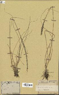 spécimen de Sporobolus indicus