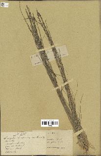 spécimen de Sporobolus indicus