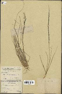 spécimen de Sporobolus indicus