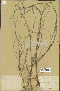 spécimen de Sporobolus indicus