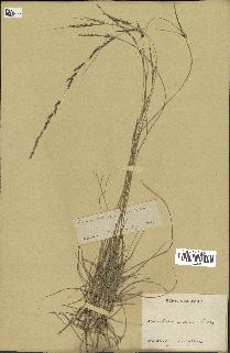 spécimen de Sporobolus indicus