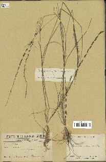 spécimen de Sporobolus indicus