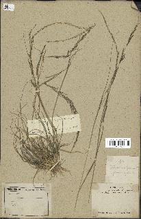 spécimen de Sporobolus indicus