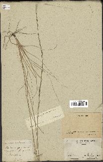 spécimen de Sporobolus indicus