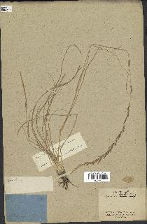 spécimen de Sporobolus indicus