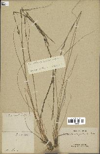 spécimen de Sporobolus indicus