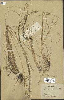 spécimen de Sporobolus indicus