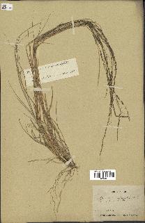 spécimen de Sporobolus indicus