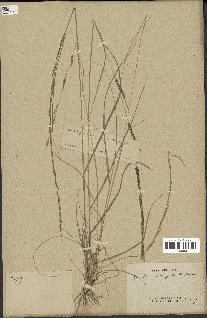 spécimen de Sporobolus indicus