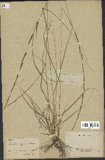 spécimen de Sporobolus indicus