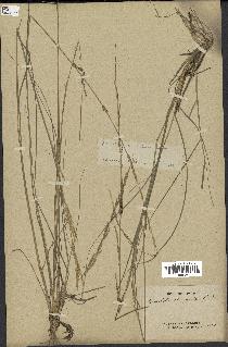 spécimen de Sporobolus indicus