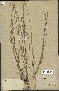 spécimen de Sporobolus indicus