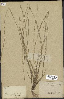 spécimen de Sporobolus indicus