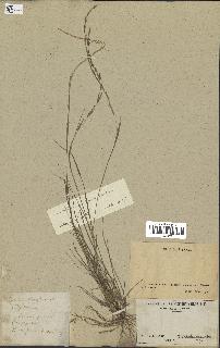 spécimen de Sporobolus indicus