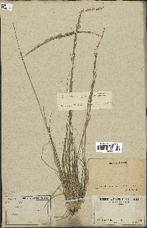 spécimen de Sporobolus indicus