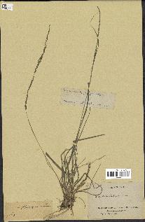 spécimen de Sporobolus indicus